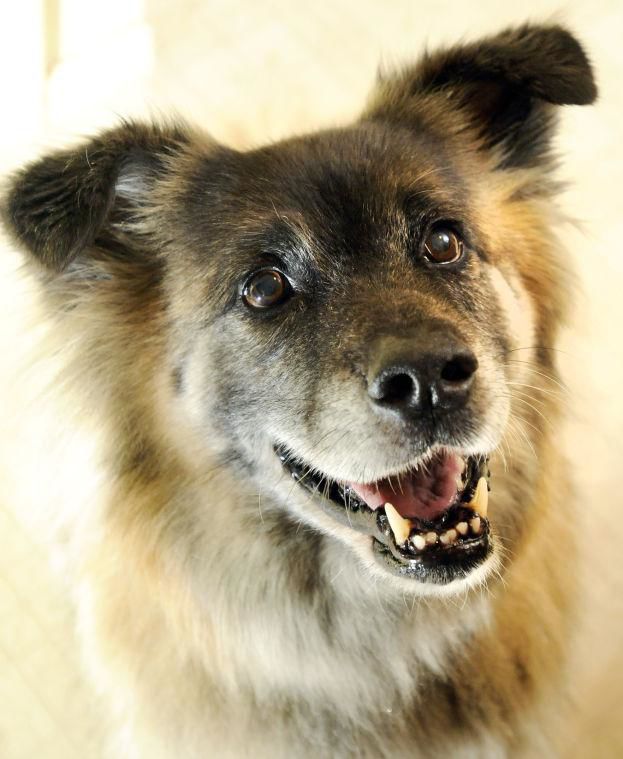 2009 Pet of the Year: Bear